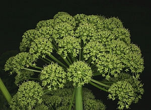 Angyalgyökér (Angelica archangelica)