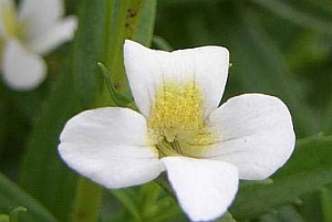 Csikorgófű (Gratiola officinalis)