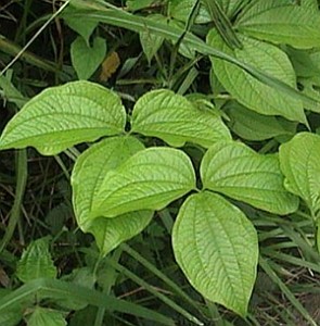 Dioszkorea (Dioscorea hispida)