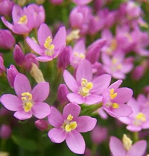 Kisezerjófű (Centaurium minus)