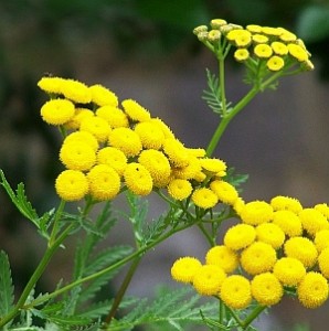 Gilisztaűző varádics (Tanacetum vulgare)