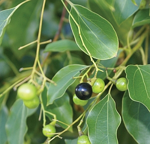 Kámforfa (Cinnamomum camphora)