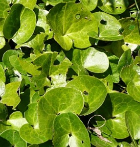 Kapotnyak (Asarum europaeum)