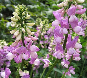 Kecskeruta (Galega officinalis)