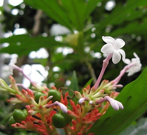 Kígyófa (Rauwolfia serpentina)