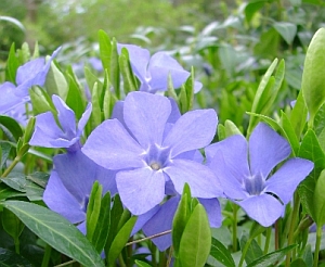 Kis télizöld (Vinca minor)