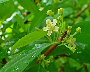 Kokacserje (Erythroxylon coca)