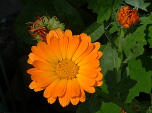 Kerti körömvirág (Calendula officinalis)