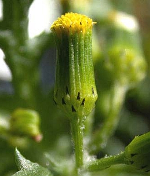 Közönséges aggófű (Senecio vulgaris)
