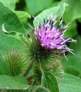 Közönséges bojtorján (Arctium lappa)