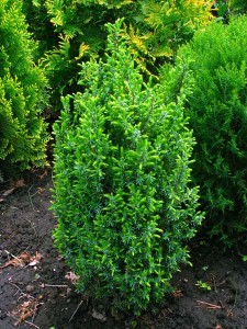 Közönséges boróka (Juniperus communis)