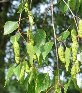 Közönséges nyír (Betula pendula)