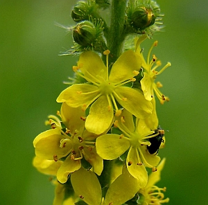 Közönséges párlófű (Agrimonia eupatorium)