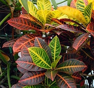 Kroton (Codiaeum fajok)