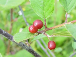 Kutyabenge (Frangula alnus)