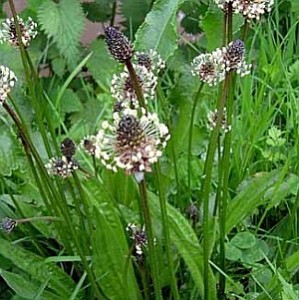 Lándzsás útifű (Plantago lanceolata)