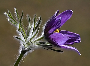 Leánykökörcsin (Pulsatilla grandis)