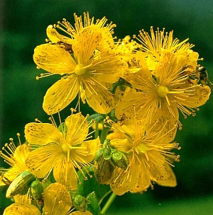 Lyukaslevelű orbáncfű (Hypericum perforatum)