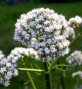 Macskagyökér (Valeriana officinalis)