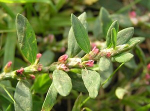 Madárkeserűfű (Polygonum aviculare)