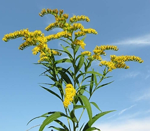 Magas aranyvessző (Solidago gigantea)