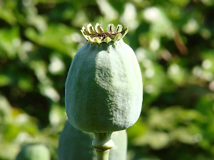 Mák (Papaver somniferum)