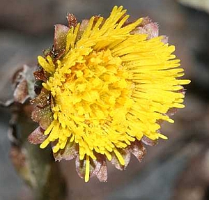 Martilapu (Tussilago farfara)