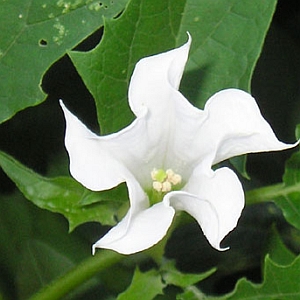 Maszlag (Datura stramonium)