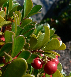 Medveszőlő (Arctostaphylos uva-ursi)