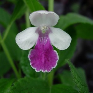 Méhfű „mecseki tea” (Melittis grandiflora)