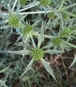 Mezei iringó (Eryngium campestre)