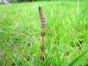 Mezei zsurló (Equisetum arvense)