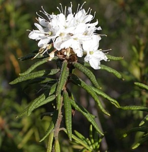 Molyűző (Ledum palustre)