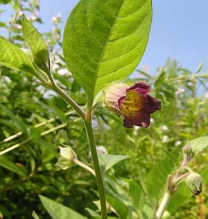 Nadragulya (Atropa belladonna)