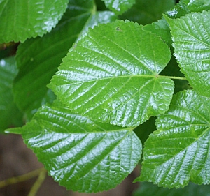 Nagylevelű hárs (Tilia platyphyllos)