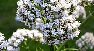 Macskagyökér (Valeriana officinalis)