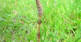 Mezei zsurló (Equisetum arvense)