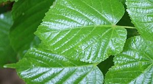 Nagylevelű hárs (Tilia platyphyllos)