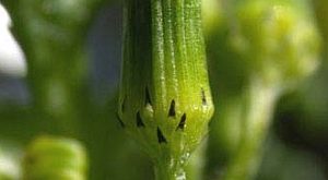 Közönséges aggófű (Senecio vulgaris)