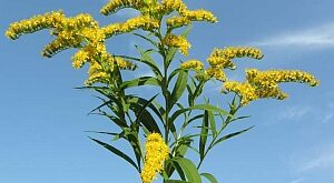 Magas aranyvessző (Solidago gigantea)