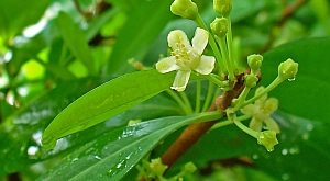 Kokacserje (Erythroxylon coca)