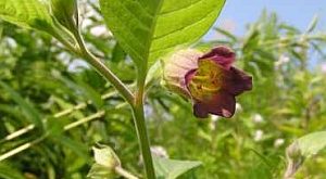 Nadragulya (Atropa belladonna)