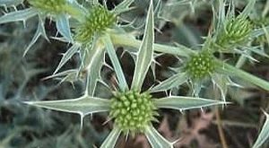 Mezei iringó (Eryngium campestre)