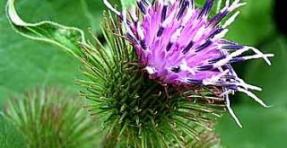 Közönséges bojtorján (Arctium lappa)