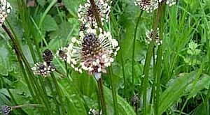 Lándzsás útifű (Plantago lanceolata)